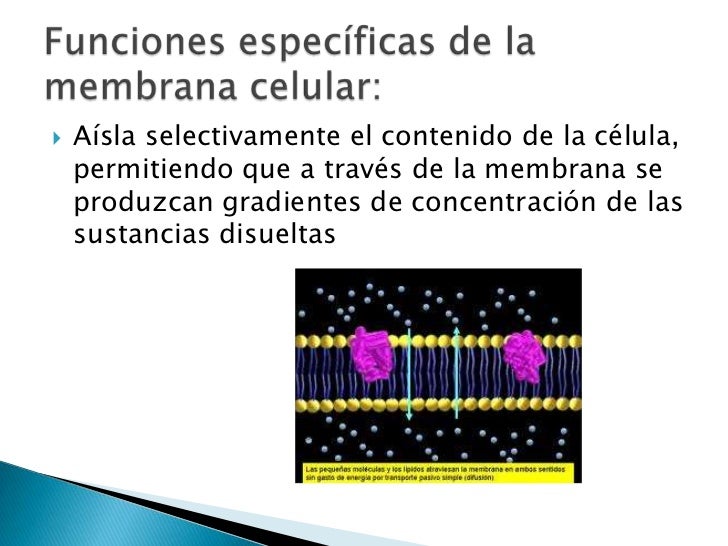 Características de las membranas celulares